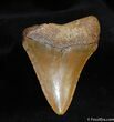 Bone Valley Megalodon Tooth #528-2